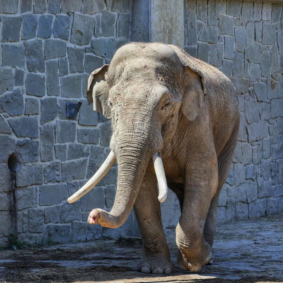 Elephants at the zoo 🗺️