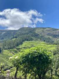 A Walk Through Paradise