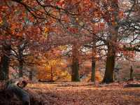 The wanderlust nature at Calke Abbey, National Trust!