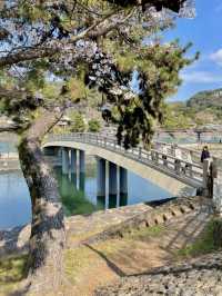 【京都:宇治】桜と抹茶の香りに包まれる春、宇治で特別なひとときを🍵🌸