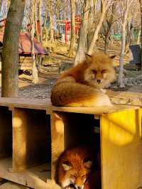 Day Trip from Tokyo to Zao Fox Village  
