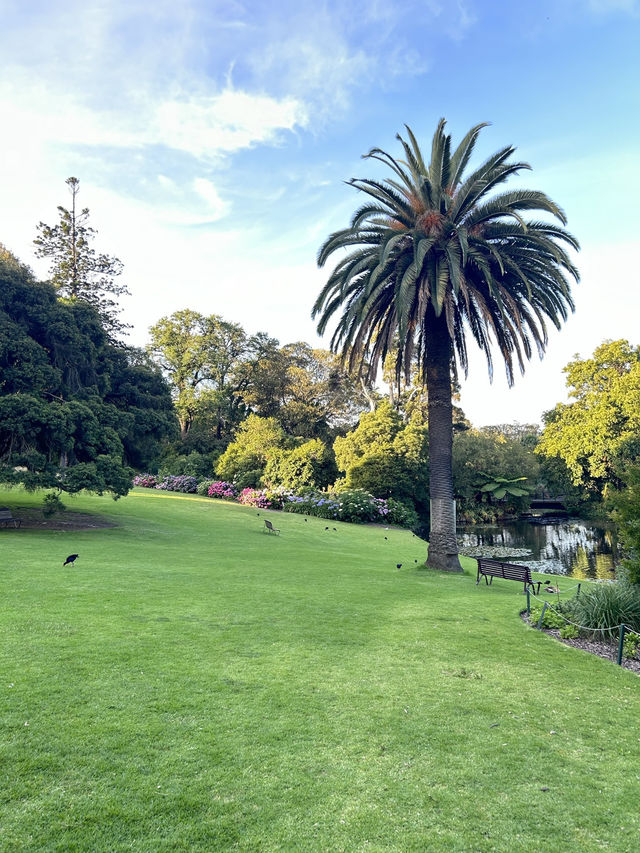 🌿 Serenity & Reflection: Royal Botanic Gardens & Shrine of Remembrance