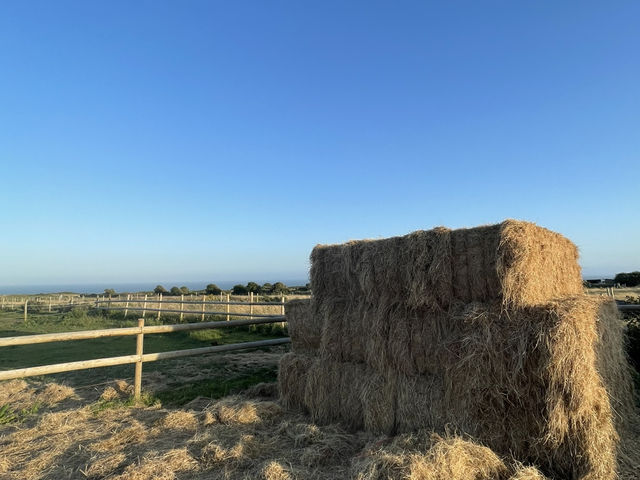 🚗 Southampton to Weymouth – A Seaside Escape 🌊🏖️