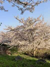 Sunrise Magic at Shiudeyama’s Cherry Blossoms