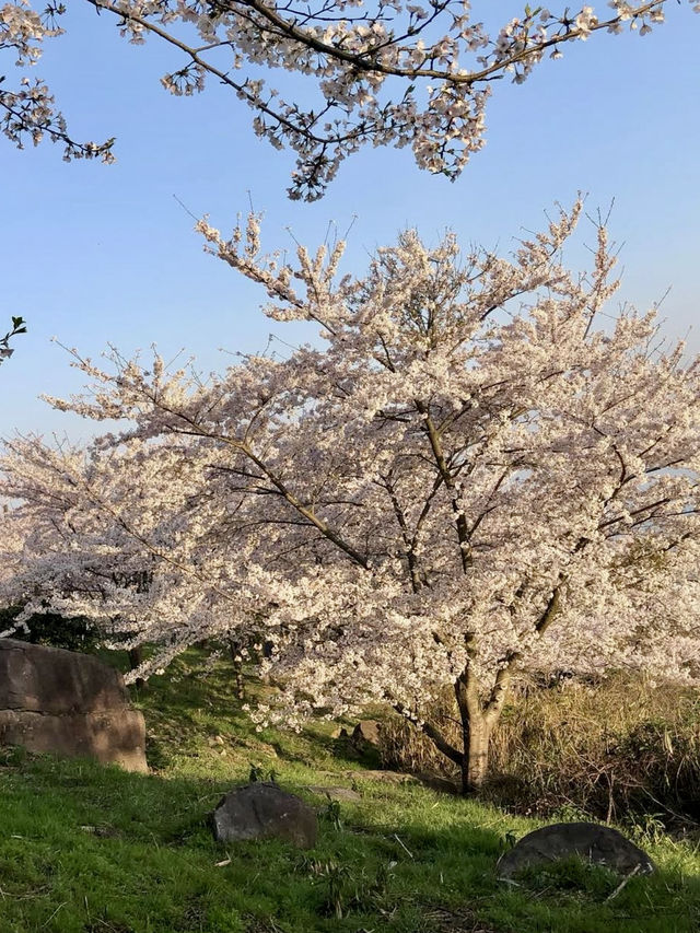 Sunrise Magic at Shiudeyama’s Cherry Blossoms