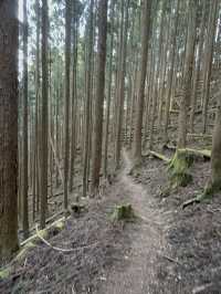 World heritage pilgrimage in Japan. Walking on Kumano Kodo