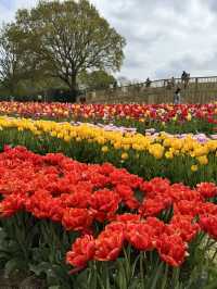 Tulips dream 💐 🌷 