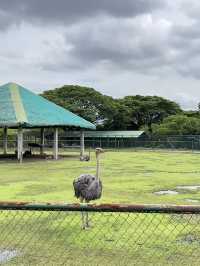 🦁🌿 Vigan Safari Adventure – Where the Wild Roars in the North! 🌿🦓
