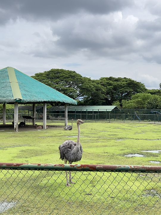 🦁🌿 Vigan Safari Adventure – Where the Wild Roars in the North! 🌿🦓