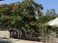 Discover the Magic of Montaza Palace! Alexandria-Egypt