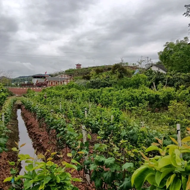 Seeing a Chinese farming community 