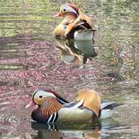 Ducks!!! 🇨🇳 Hangzhou West Lake