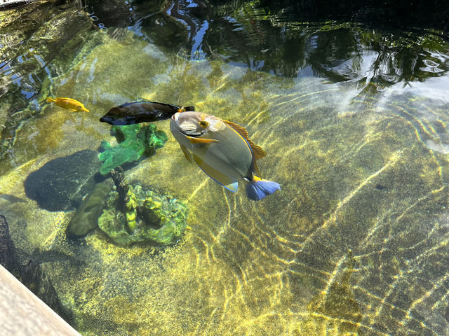 Hawaii's must-visit park attraction - Sea Life Park.