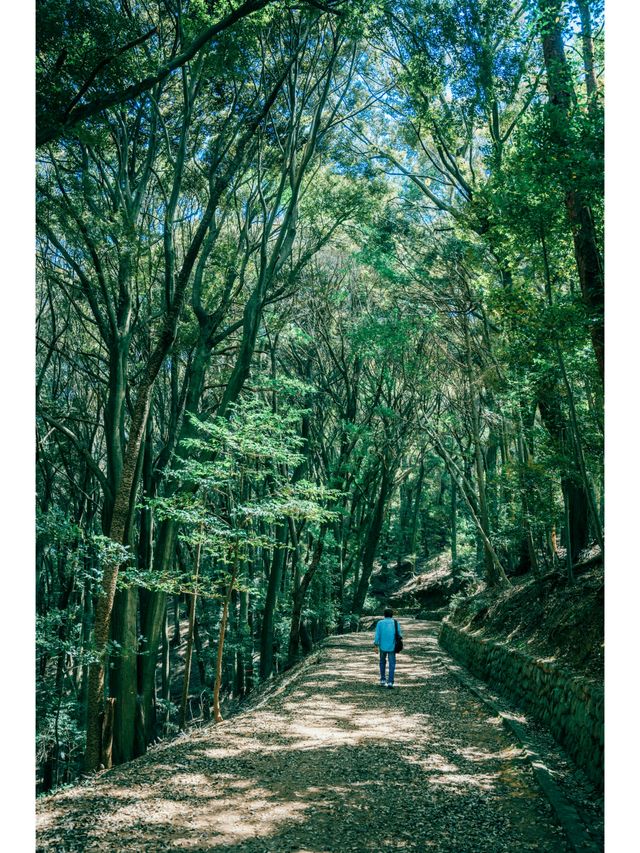 Not just matcha! Experience the blooming early summer in Uji.