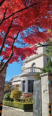 青島八大關異國建築群在色彩斑斕的閃爍下更加奪目迷人