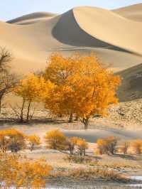 沒人帶真看不到新疆這最廣闊、最原始的胡楊林