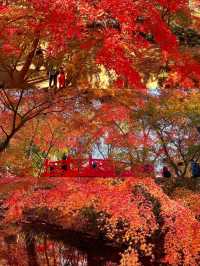 來南京不要睡懶覺！這裡秋天美的像童話烏桕樹以烏喜食而得名