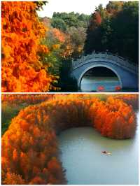 這不是川西，是上海海灣森林公園！