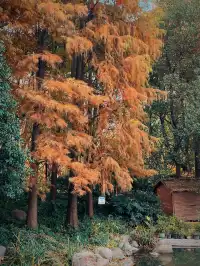 不是在京都，而是在魔都上海市中心