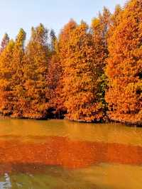 海灣國家森林公園賞秋攻略