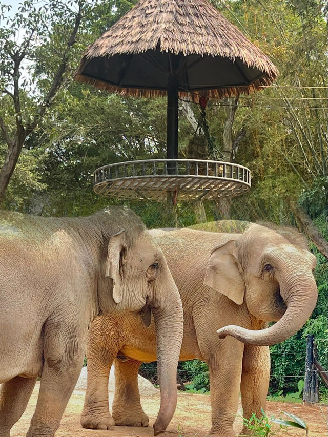 一次逛完！廣州長隆野生動物世界無敵攻略