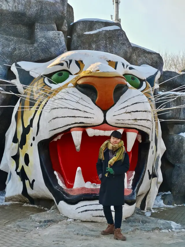 I'm in Harbin, and I'm shocked by the Siberian tiger