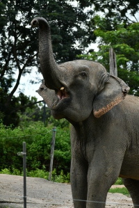 สัมผัสการเดินทางอันน่าตื่นเต้นในเชียงใหม่ไนท์ซาฟารี