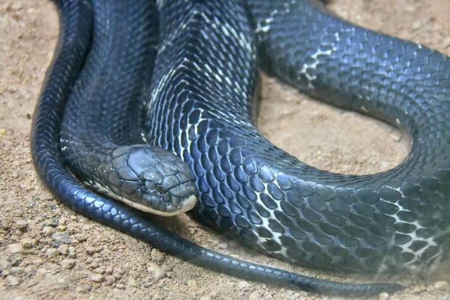 環全國系列138 上海動物園