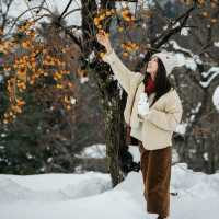 日本跨年|比北海道更美的童話雪景白川鄉