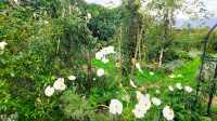 大理貓咪花園
