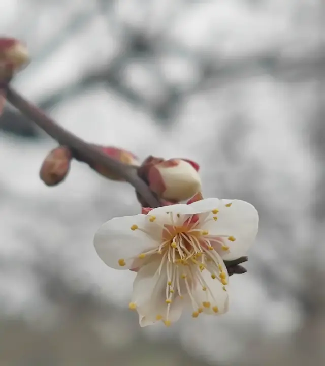 2024年の杭州で梅を観賞するのはどこが最高ですか？梅海に行きましょう！