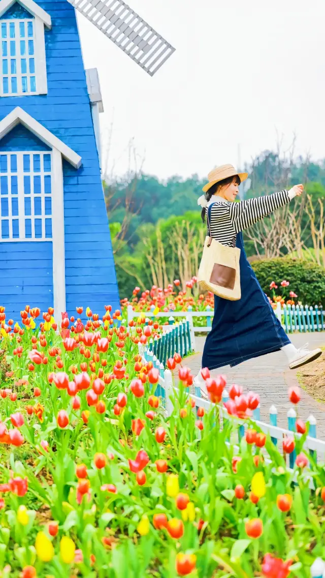 The tulips at 'Flower Field Fragrance' in Tieshanping have bloomed~