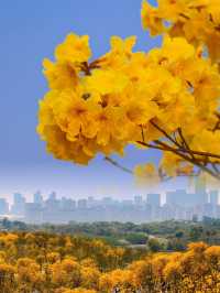 在這個春天 | 去看一次青秀山的黃花風鈴木吧