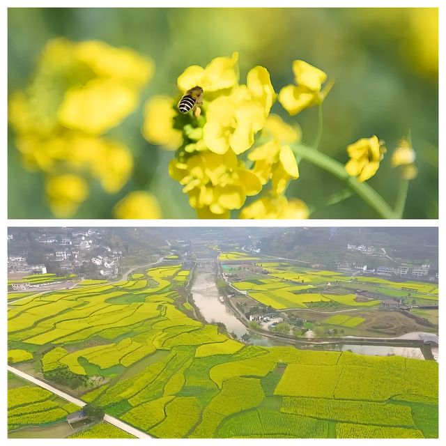 貴州版“繁花”已上線，莫負好春光~