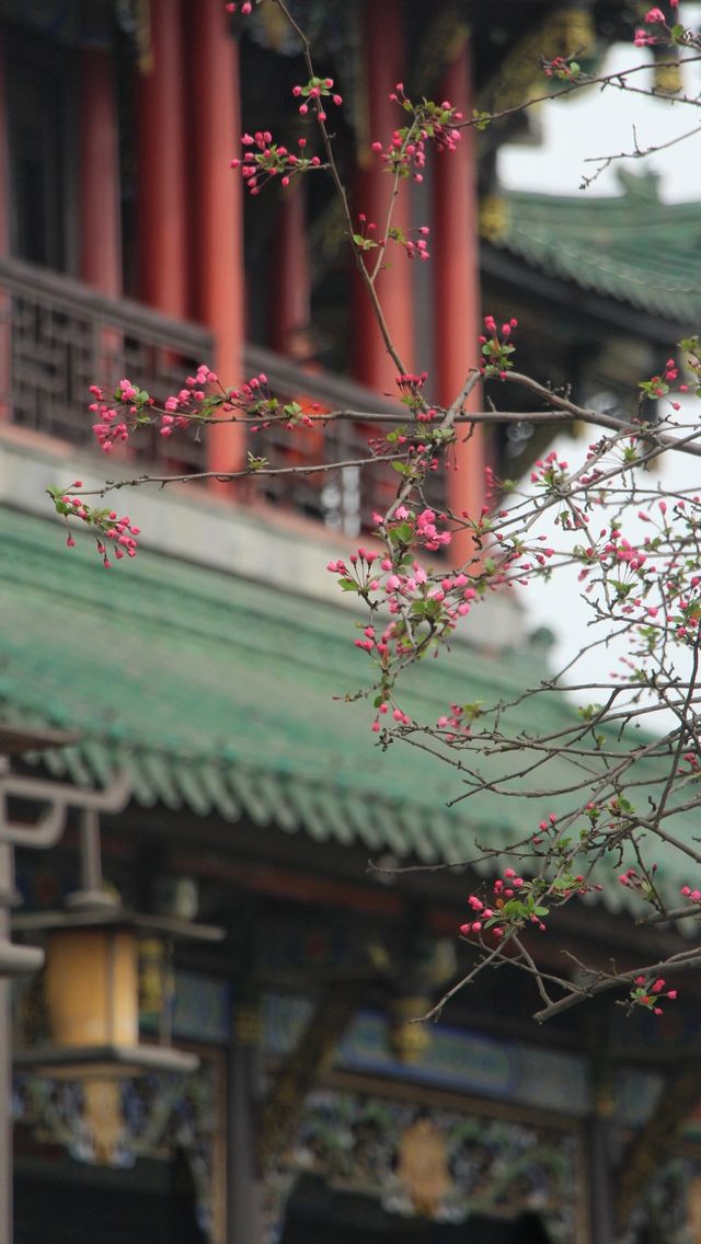 知道嗎？鴻恩寺公園的垂絲海棠開啦！