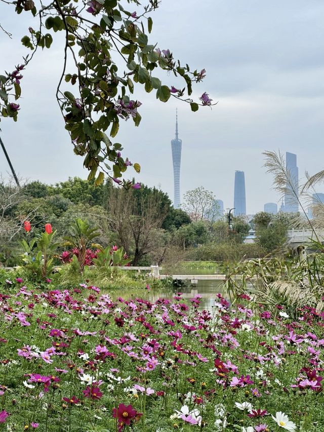 廣州｜看花的季節怎麼少得了海珠濕地公園