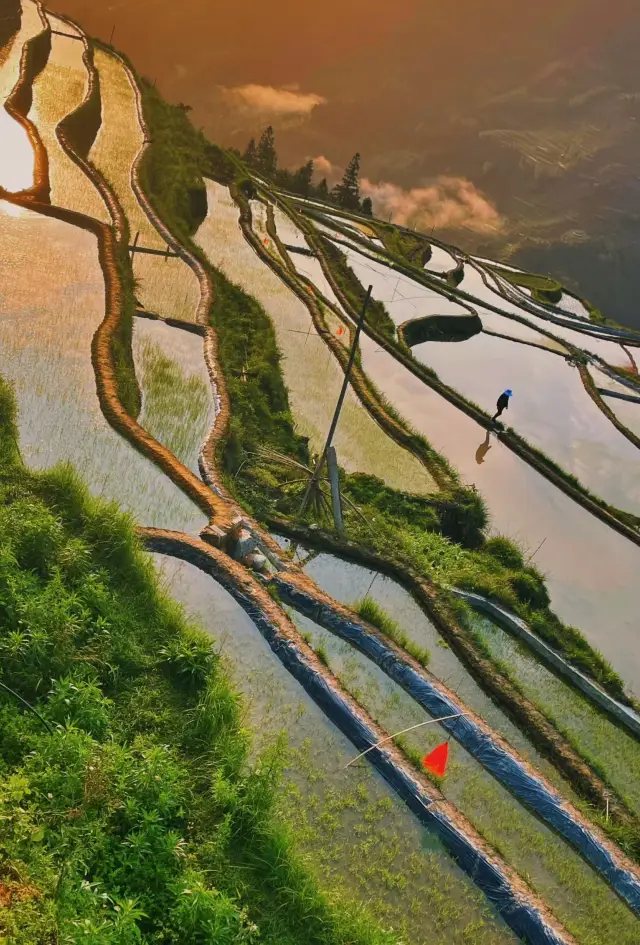 Punching in at Jiabang Rice Terraces