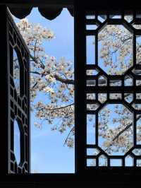春訪蘇園，邂逅玉蘭花