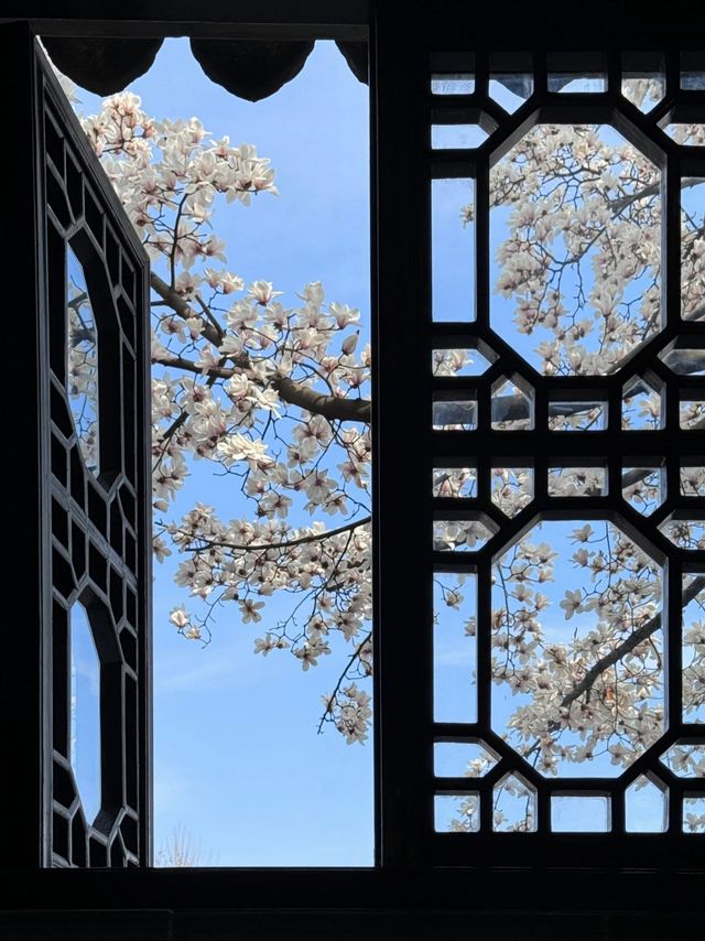 春訪蘇園，邂逅玉蘭花