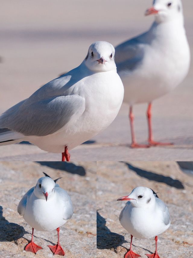 春天總要來一趟青島看海鷗吧附攻略