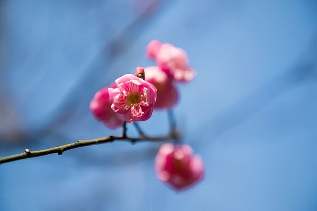 這一份揚州花開日，快碼住