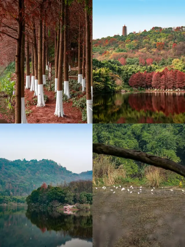 終於等到照母山下這片水杉林變成了美拉德色水杉、飛鳥、湖水，藍天、蘆葦…交織成的人和水庫猶如五彩斑斕的畫卷，是一片隱藏在城市中的世外桃源