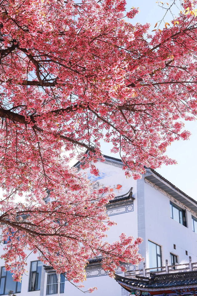 昆明冬櫻花盛開，冬日“春城”一抹亮麗風景
