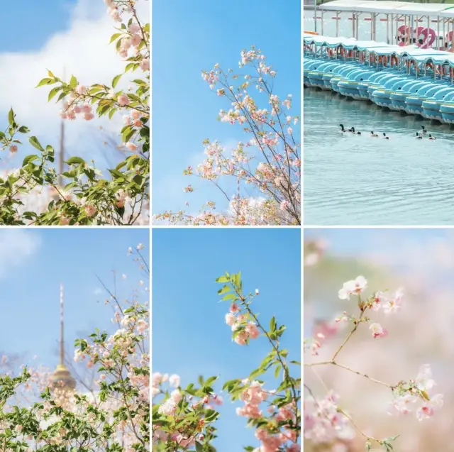 Yuyuantan Park Cherry Blossom Season, encounter the most beautiful spring!