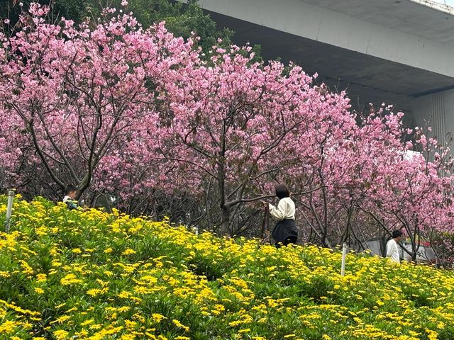 被99%廈門人忽略的櫻花園！（3月23日實況）