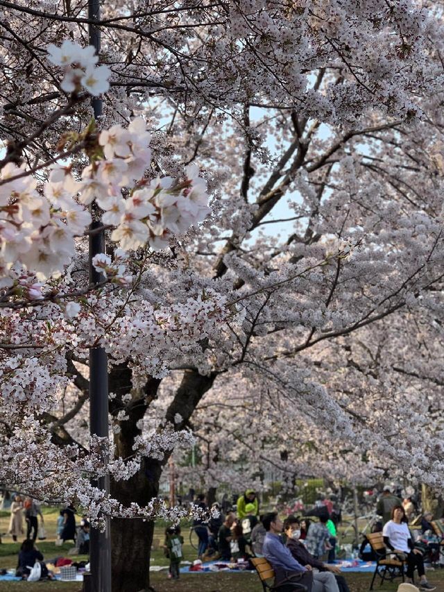 截至4月14日｜東京小金井公園夜櫻秀來啦
