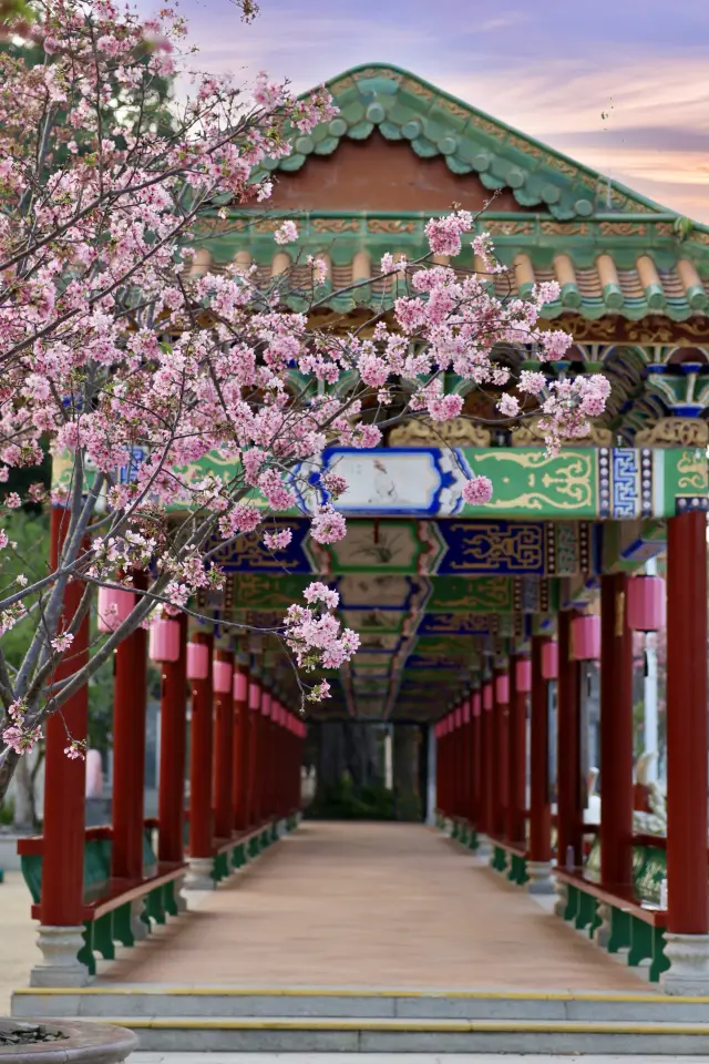 広州の宝藏南粤苑にも桜が満開です