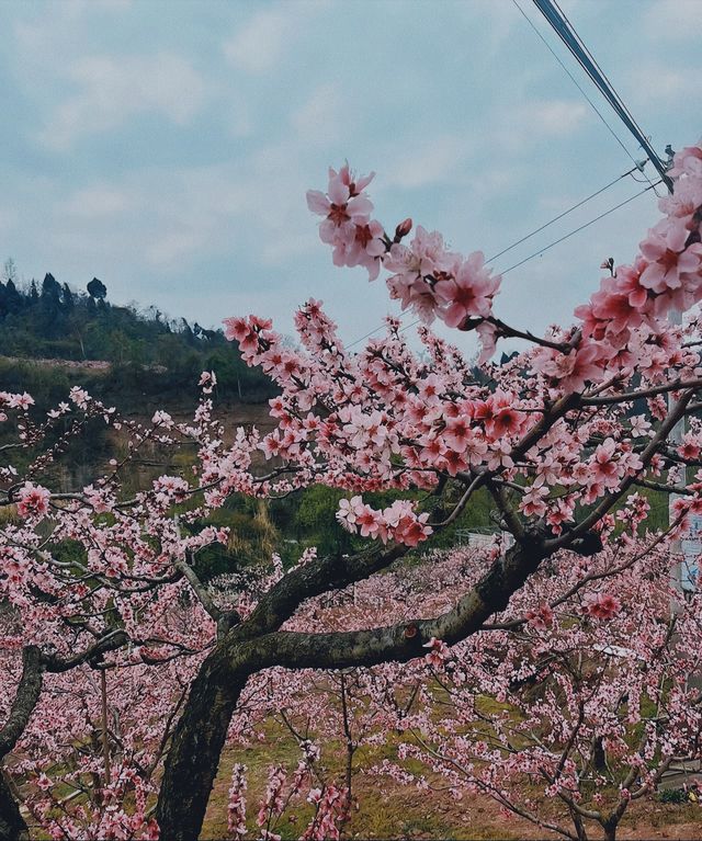 清明假期桃花盛開時