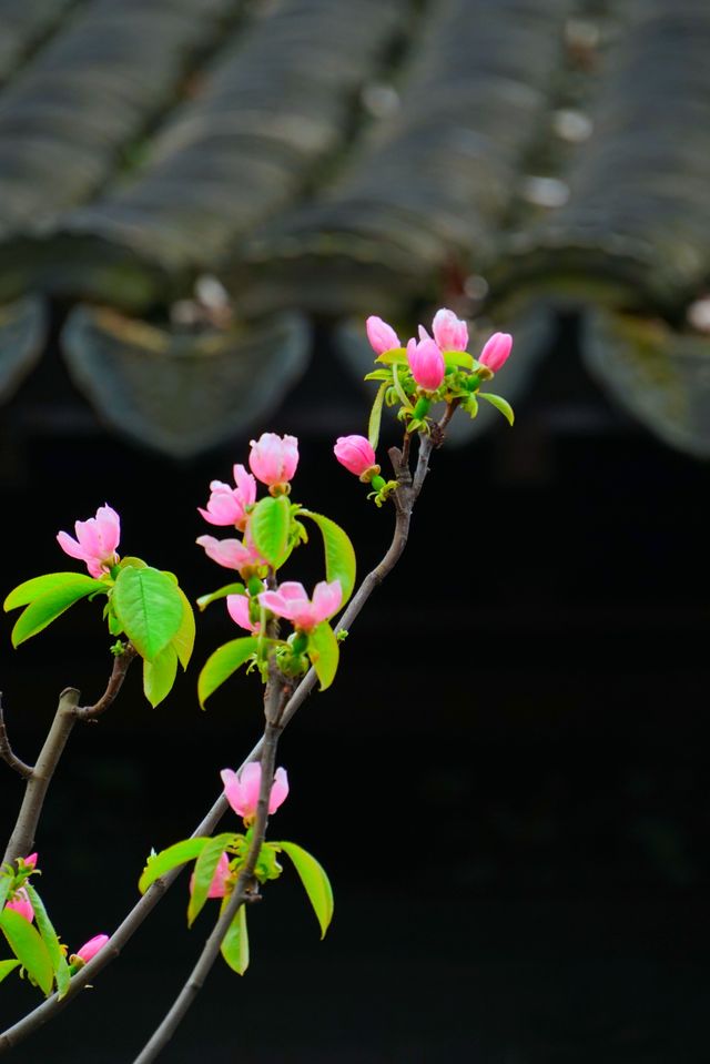 二泉書院