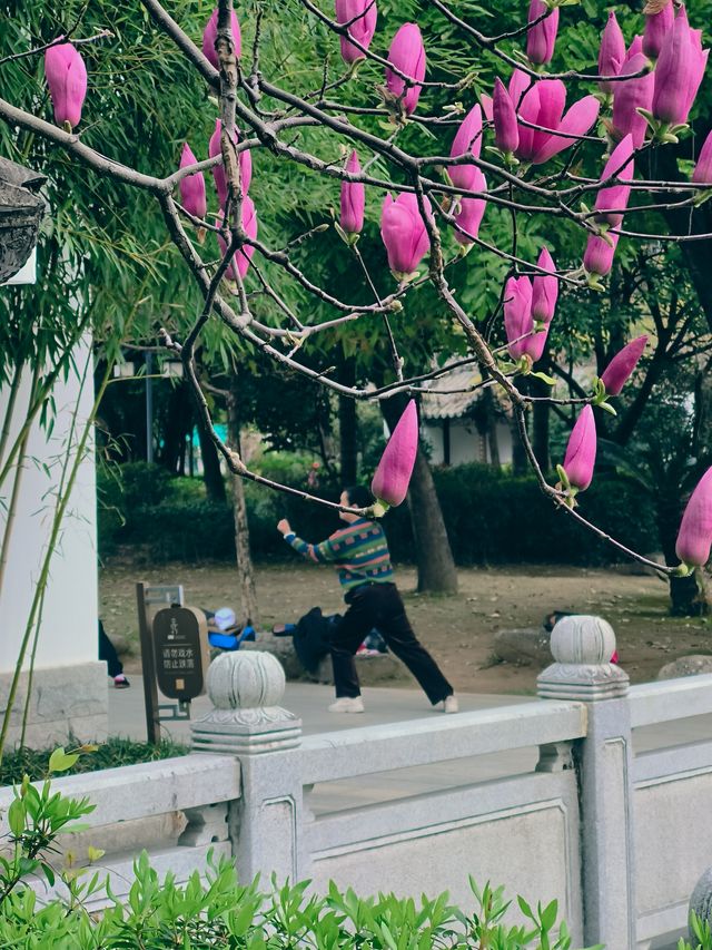 滿園春色關不住，趕緊去茶亭公園尋找春日芳菲